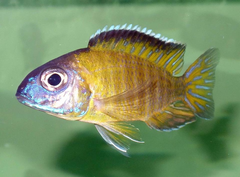 Aulonocara stuartgranti 'Lundo Island'